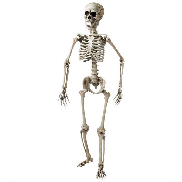 esqueleto-laboratorio-160cm