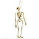 Esqueleto 40 cm.