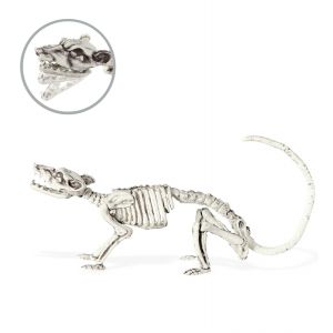 Raton esqueletico 38cm