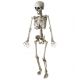 Esqueleto articulado 120cm