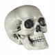 Calavera 21cm pvc