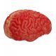 Cerebro tamaño real