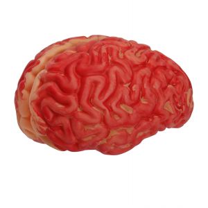 Cerebro tamaño real