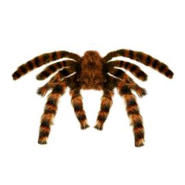Tarantula gigante peluda 65cm