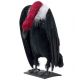 Buitre con plumas 26cm