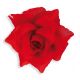 Flor roja con clip