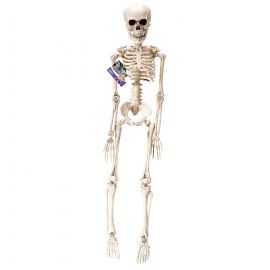 Esqueleto 50cm 