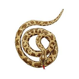 Serpiente 2 metros